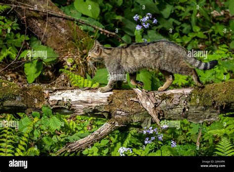 Feral Cat Felis Catus In The Forest Stock Photo Alamy