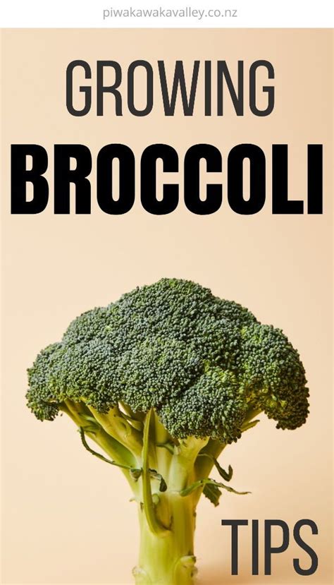 The Beginners Guide To Growing Broccoli In The Vegetable Garden