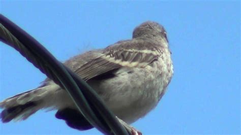 Northern Mockingbird Fledgling Youtube