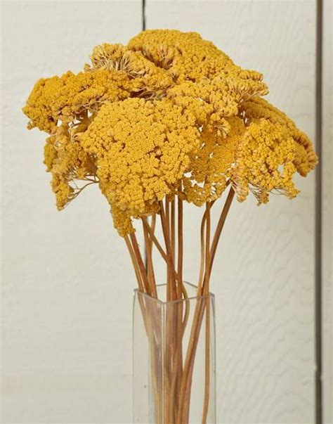 Yellow is an expressive colour and with flowers this is especially the case. Dried Natural Yarrow Bunches Yellow Yarrow Dried Flowers ...