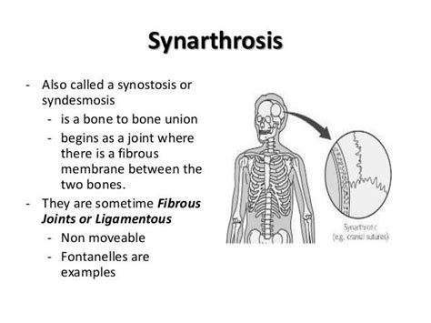 Synchondrosis Vs Synarthrosis A Fixed Or Immovable Joint Mark
