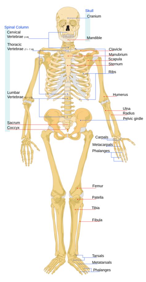 Printable Human Skeleton Diagram Printable Worksheets