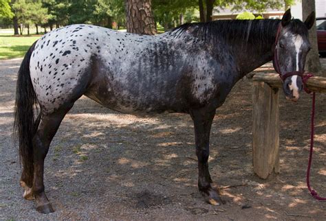 Blue Roan Appaloosa Wow Appaloosa Horses Horses Beautiful Horses