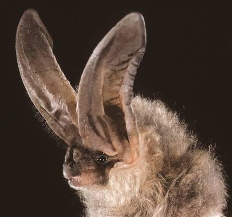 Townsends Big Eared Bat Corynorhinus Townsendii Encyclopedia Of