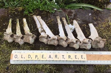 Real Fallow Deer Spine Back Bones 9 Vertebrae Joints Parts Anatomy