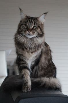 appearance  coat colors  maine coons annie
