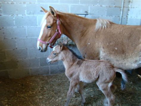 galiceno babies galicenos  suwannee horse ranch