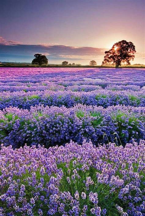 Pin By Deb Tromp On Beautiful Blooms Beautiful Nature Lavender