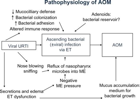 Pathophysiology Of Aom Abbreviations Aom Acute Otitis Media Et