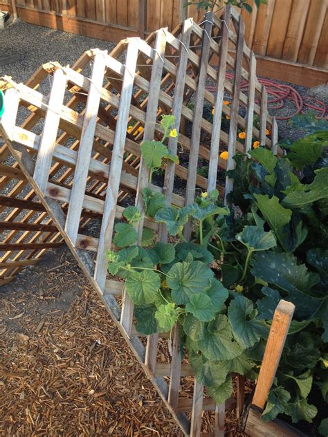 Low tunnels can cover raised beds or rows to protect plants from the cold. Morrison Victory Garden: Pyramid support for vertical ...