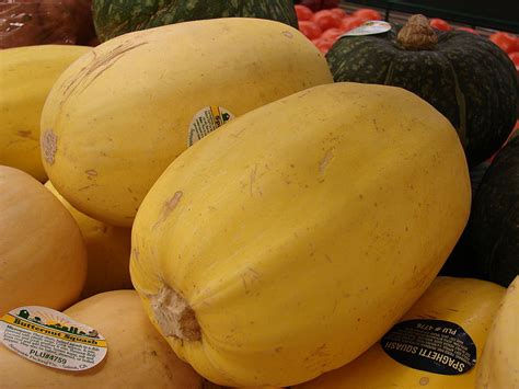 Types Of Squash Budget Earth