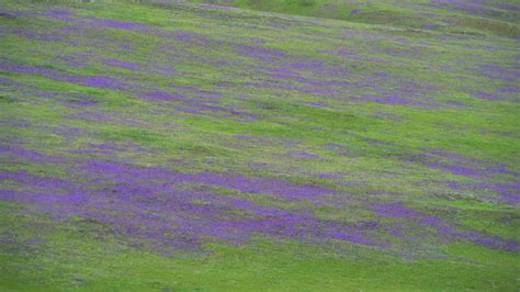 Meadow Covered With Purple Flowers On Treeless Hills 26230933 Stock