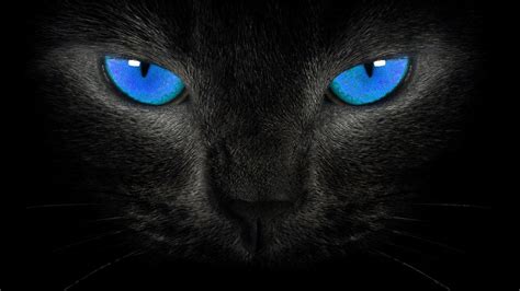 Black bands around the eyes may help nocturnal animals see better in the dark. Wallpapers Black Cat - Wallpaper Cave