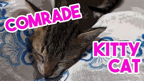 Our mission is to rescue homeless cats and kittens and find them loving forever homes where they can happily live out the rest of their lives. Kitty Cat Tale - Animal rescue in Vietnam - YouTube