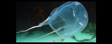 Australian Box Jellyfish Size Comparison