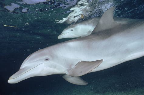 Bottlenose Dolphin Underwater Pair Photograph By Flip Nicklin Fine