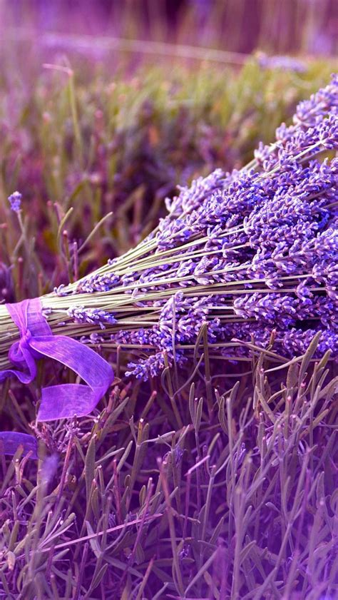Lavender Iphone Wallpapers Free Download