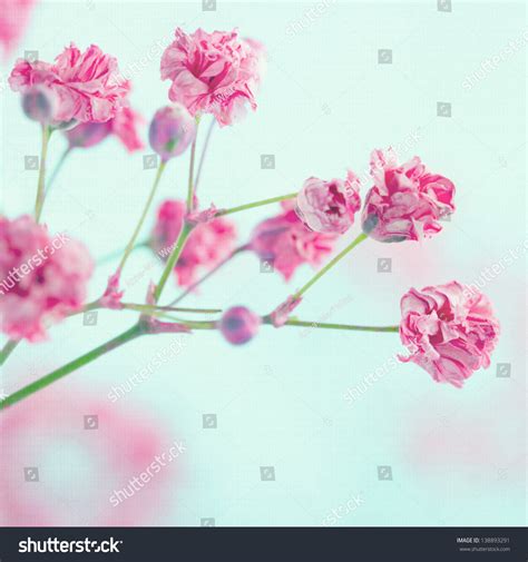 Maybe you would like to learn more about one of these? Pink Baby'S Breath Flowers On Light Blue Pastel Shabby ...