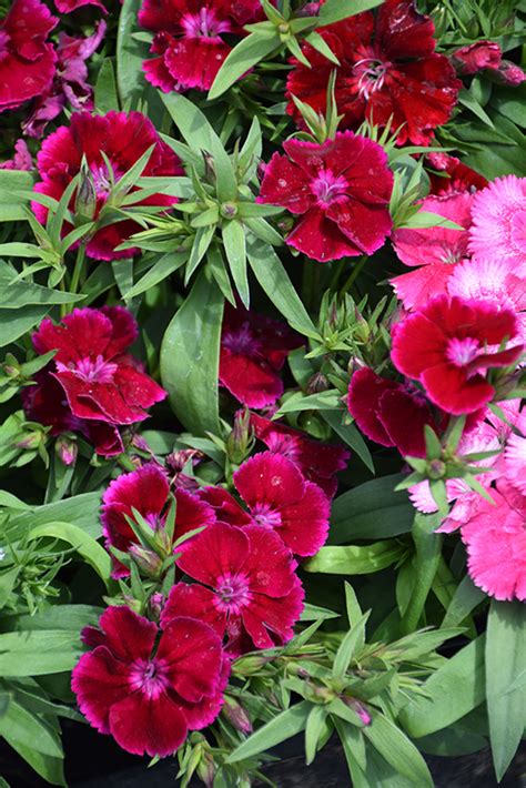 Floral Lace Purple Pinks Dianthus Floral Lace Purple In Wilmette