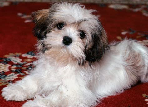 Rules Of The Jungle Lhasa Apso Puppies