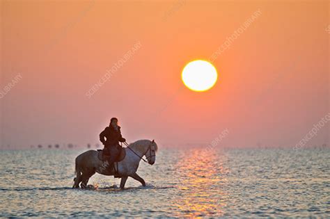 Guardian Riding Camargue Horse Through Water At Sunrise Stock Image