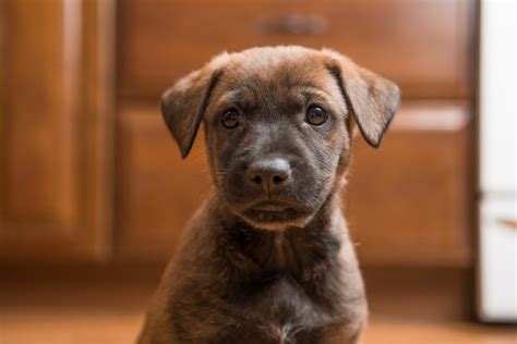 Know your dog before you adopt. Retriever Rescue of Colorado, Adopt a Dog, Stunt Sex:M Age ...