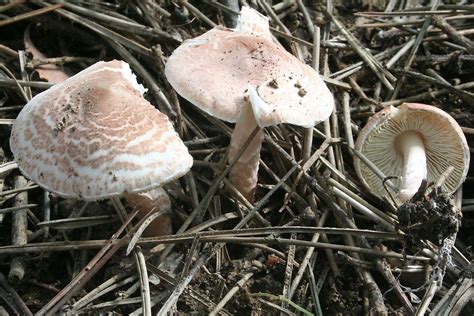 8 Most Poisonous Types Of Mushrooms Worldatlas