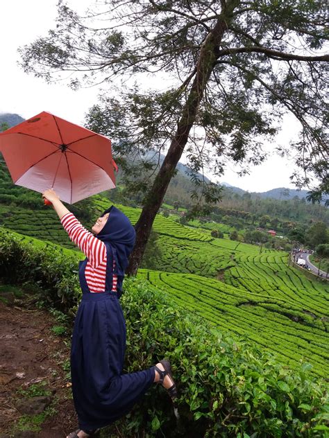 Download lagu kebun teh lembang (1.23mb) dan streaming kumpulan lagu kebun teh lembang (1.23mb) mp3 terbaru di metrolagu dan nikmati, video hasil diatas adalah hasil pencarian dari anda kebun teh lembang mp3 dan menurut kami yang paling cocok adalah kebun teh lembang. Tea Walk di Perkebunan Teh Rancabali - Ciwidey
