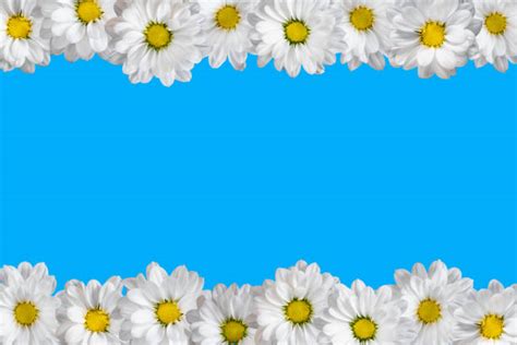 Daisy Border Stock Photos Pictures And Royalty Free Images Istock