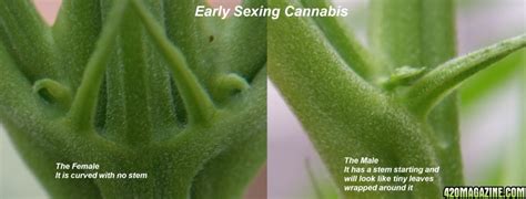 First Grow Wondering About Their Gender 420 Magazine Free Nude Porn