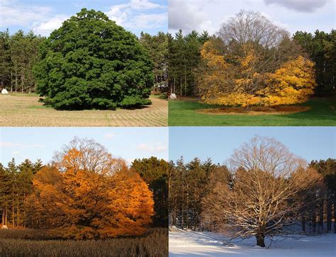 Glorious Huge Maple Tree Shines Through The Seasons 4 Photo Collage
