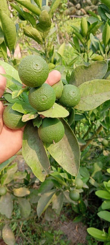 Lime Full Sun Exposure Sweet Malta Lemon Plant Grafted Plant For