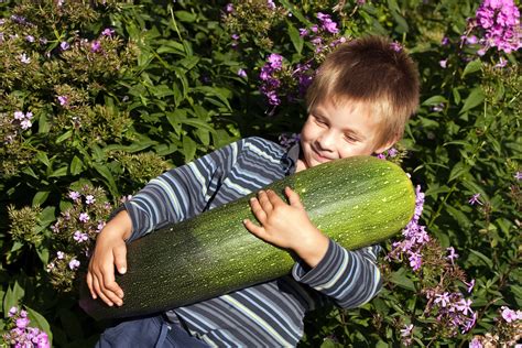 Are Huge Zucchini Good Eating