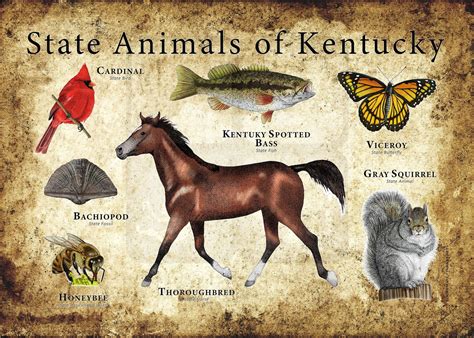 Kentucky State Animals Poster Print Etsy