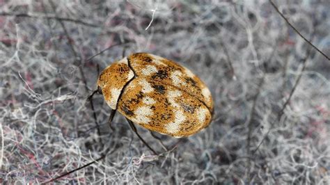 How To Get Rid Of Carpet Beetles Forbes Home