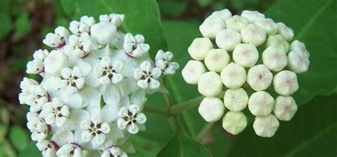 Milkweed is essential for monarch butterflies, so everyone is encouraged to plant it! Free Milkweed Seeds Canada - Nueva Armenia