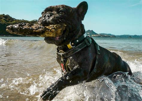 He is originally from hawaii. Duke - Purebred French Bulldog Stud - Snub Nosed K9's ...