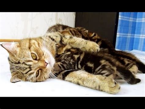 Kittens will soil their nest box daily, so use disposable cardboard boxes and washable or disposable bedding. Mom Cat talking to her Kitten Panda . Cutest Cat Moments ...