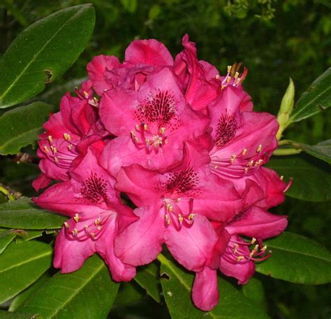 Rhododendrons Plant Care And Collection Of Varieties