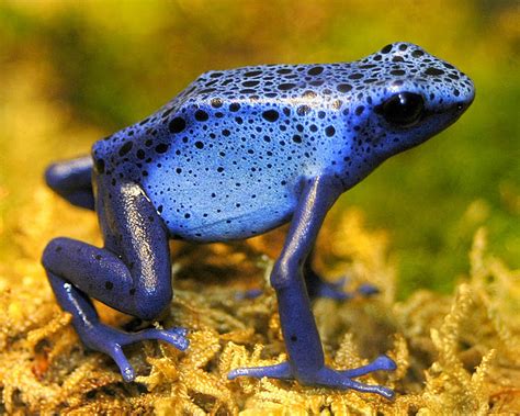 Amaizing Animal Facts Poison Dart Frog