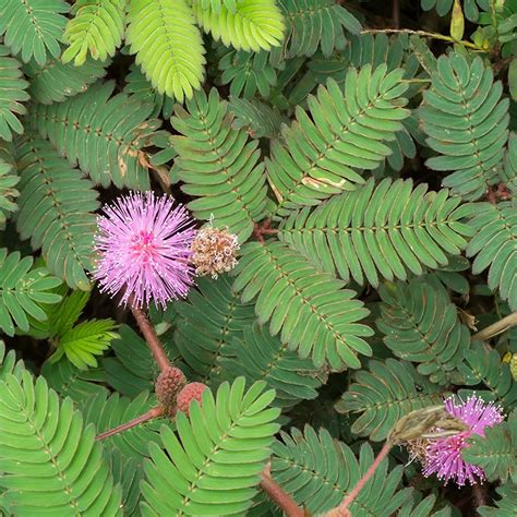 How To Start Sensitive Plant Seeds