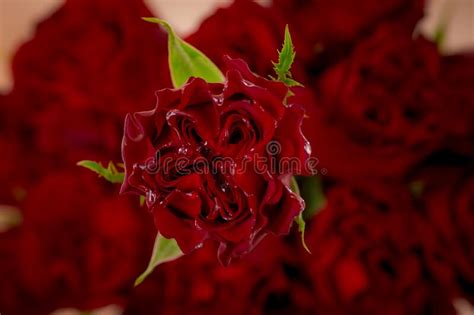 A Bouquet Of Pink Mondial Roses Variety Studio Shot Pink Flowers