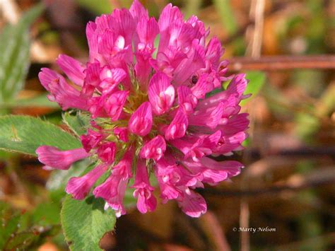 Pink Flower Blooming Wild Along The Oregon Coast ©photo Copyright By