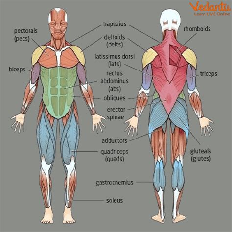 Muscular System Organs