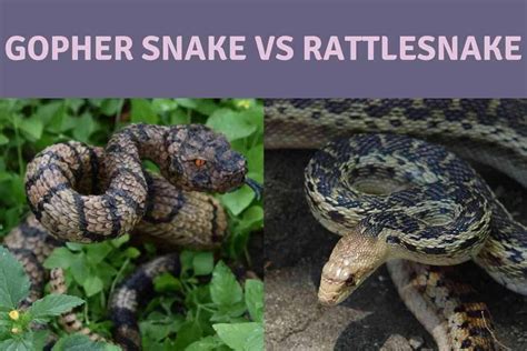 Gopher Snake Vs Rattlesnake 15 Key Differences Explained Embora Pets