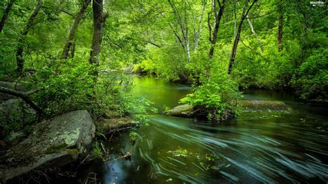Viewes Stones River Trees Forest Beautiful Views Wallpapers