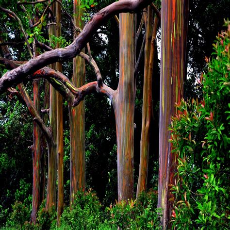 50 Rainbow Eucalyptus Deglupta Tree Seeds Fast Tropical Indonesian