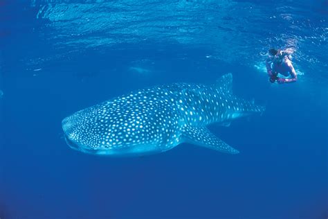 Experience Swimming With Whale Sharks At Sal Salis