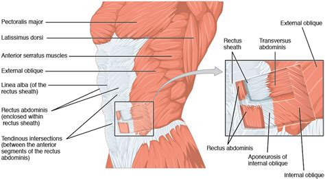Penjelasan Otot Dinding Perut Anatomi Untuk Pasien