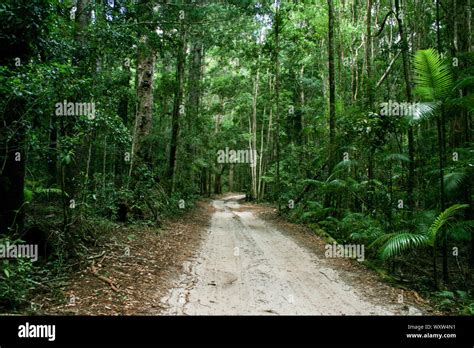Wandern Durch Den Regenwald Von Fraser Island Queensland Australien